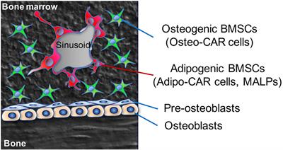 Toward Marrow Adipocytes: Adipogenic Trajectory of the Bone Marrow Stromal Cell Lineage